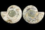 Agatized Ammonite Fossil - Very Large #145211-1
